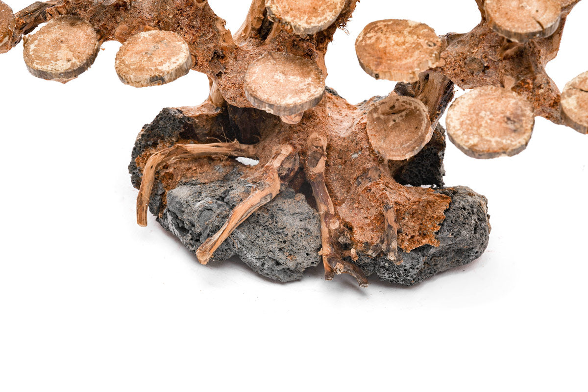 UNS Bonsai 016 - Premium Mini Bonsai Tree Kit for Home & Office Decor | Perfect for Zen Gardens, Desktop Decor, and Unique Gifts