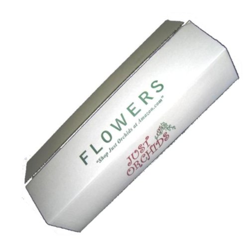 Fresh White Dendrobium Orchids - 10 Stems of Premium Cut Flowers for Weddings, Home Decor & Special Occasions