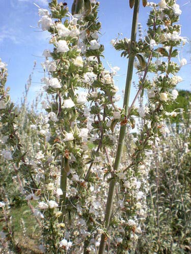 Sacred White Sage (Salvia Apiana) Seeds - 75 Count, Silver Foliage Native Smudging Herb for Spiritual Cleansing & Aromatherapy | Perfect for Meditation, Yoga, and Home Purification Ceremonies