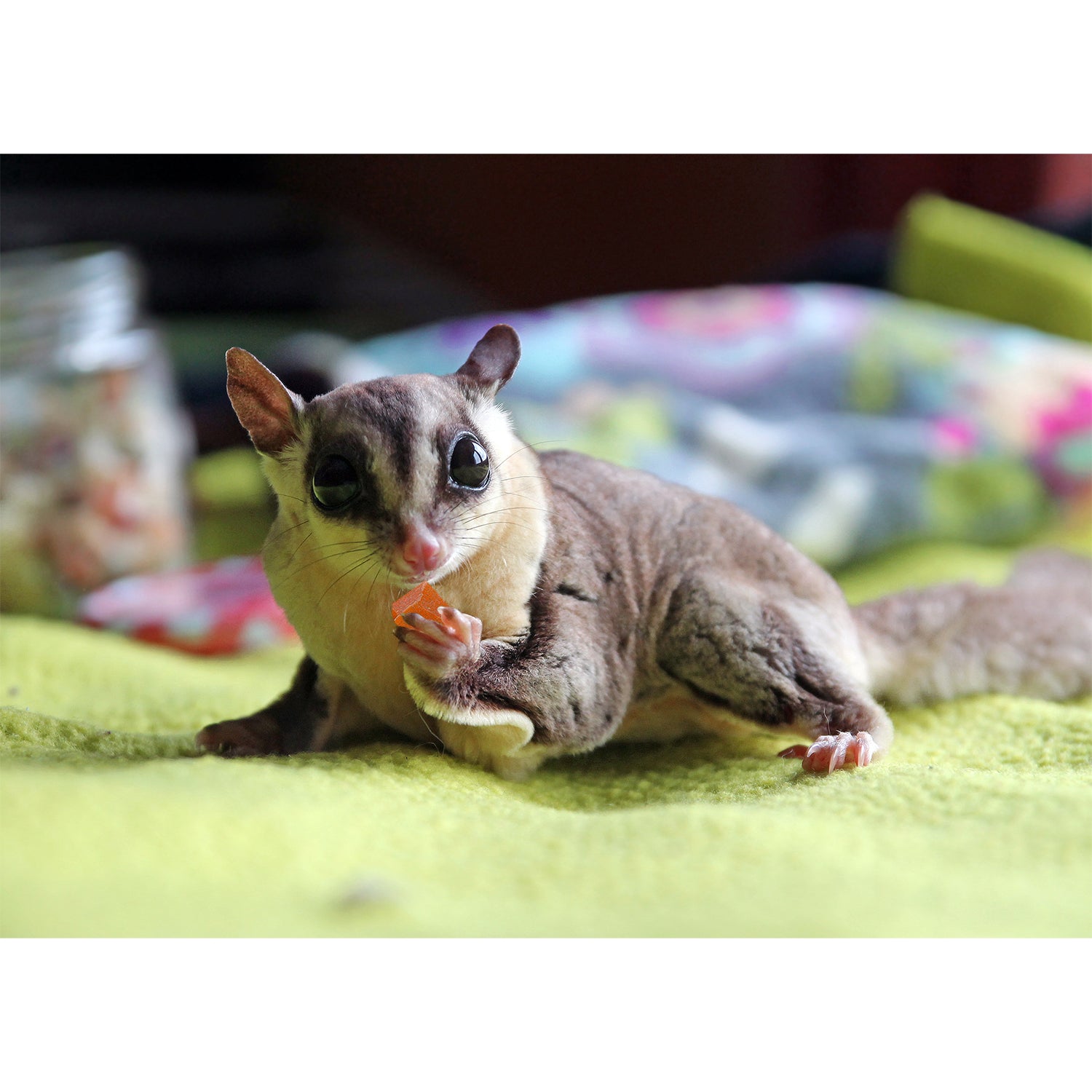Sugar Glider Treat Variety Pack - Healthy Snacks for Sugar Gliders - Natural Fruit & Insect Mix for Small Pets - Perfect for Bonding & Training Treats