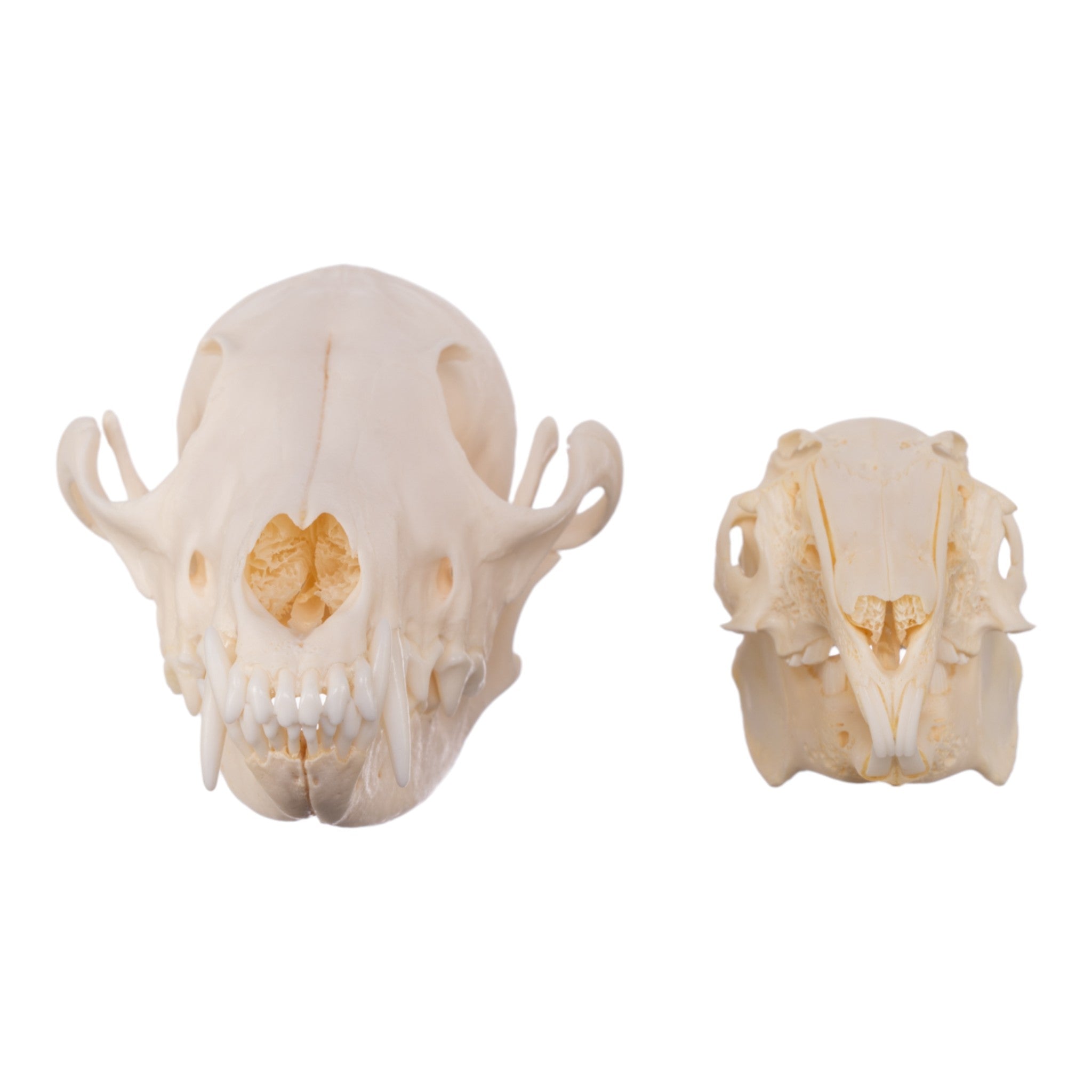 Authentic Predator and Prey Animal Skull Set - Fox, Rabbit & Owl Skulls for Science Education, Home Decor & Gothic Collections