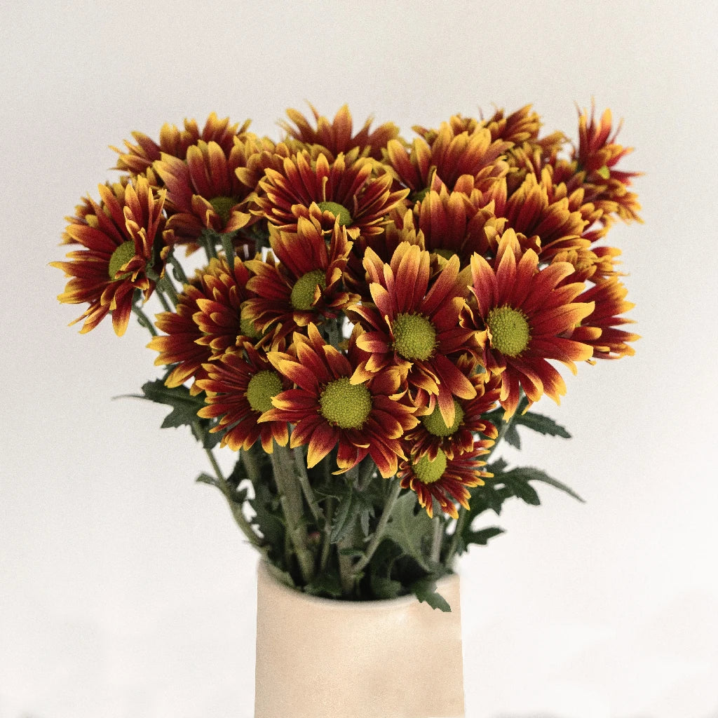 Autumn Daisy Flower - Fresh & Vibrant Fall Blooms for Home Decor, Wedding Bouquets, and Seasonal Arrangements