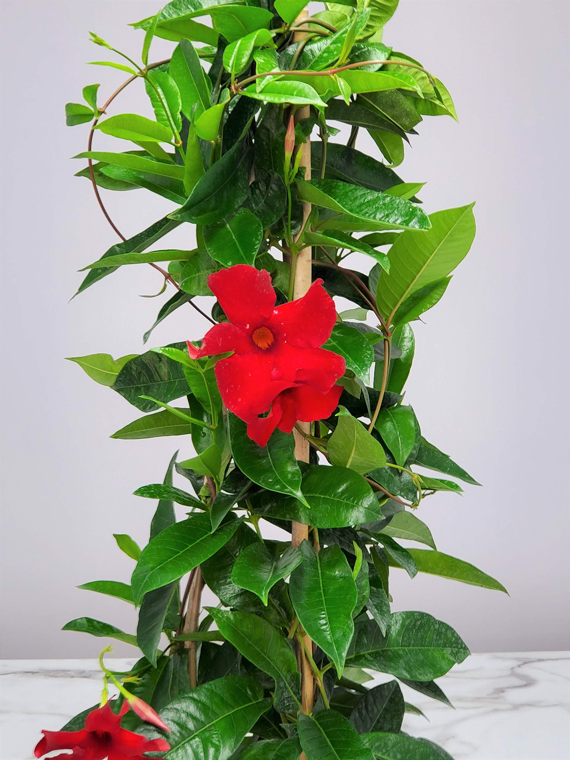 Red Giant Mandevilla Live Plant - 36