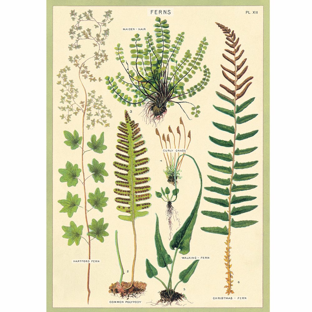 Artificial Fern Wreath - Decorative Faux Greenery for Home, Door & Wall Decor - Perfect for Indoor/Outdoor Wedding, Party & Seasonal Decorations