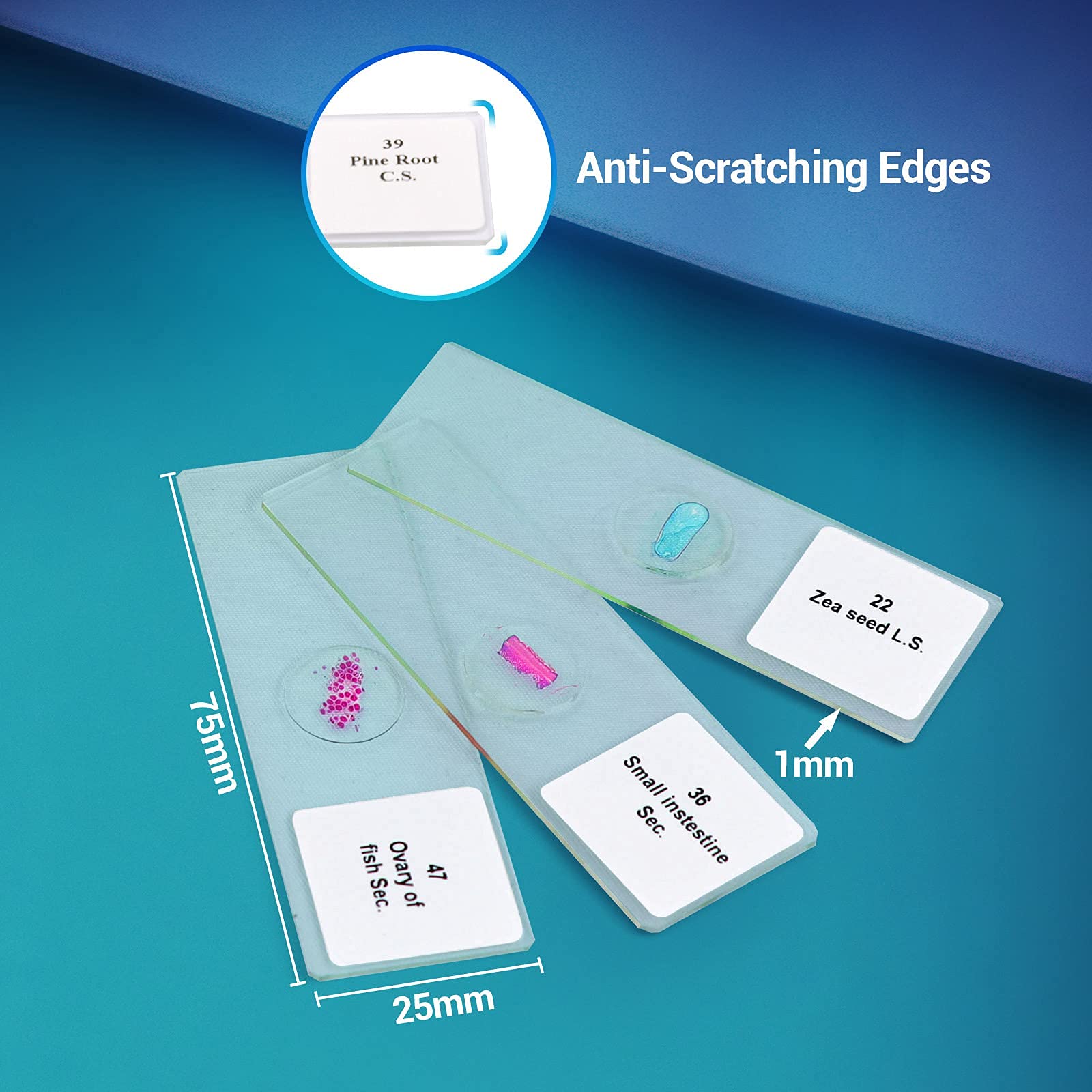 50 Prepared Microscope Slides with Specimens for Kids & Students - Plants, Insects, Fish, Animals & Human Tissue Samples | Biological Science Lab, Homeschool & Classroom Education | Perfect for STEM Learning & Science Experiments