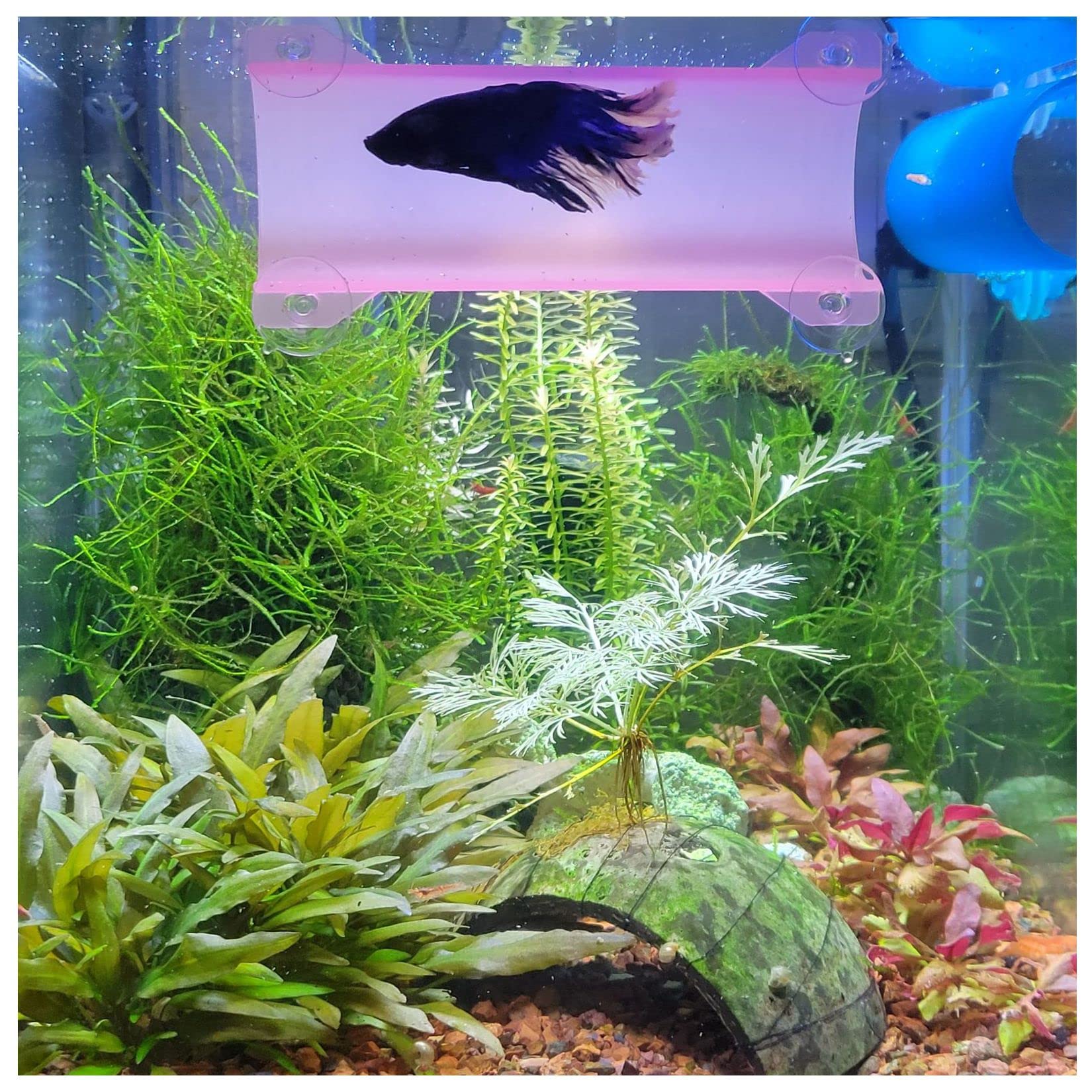 Brand Betta Fish Tunnel (Translucent Pink) - Decorative Aquarium Accessory for Betta Fish Play & Exploration