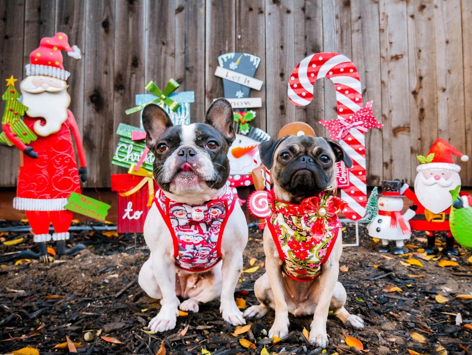 Festive Christmas Paisley Dog Harness - Adjustable Pet Vest for Small to Medium Dogs - Perfect for Holiday Walks & Outdoor Adventures