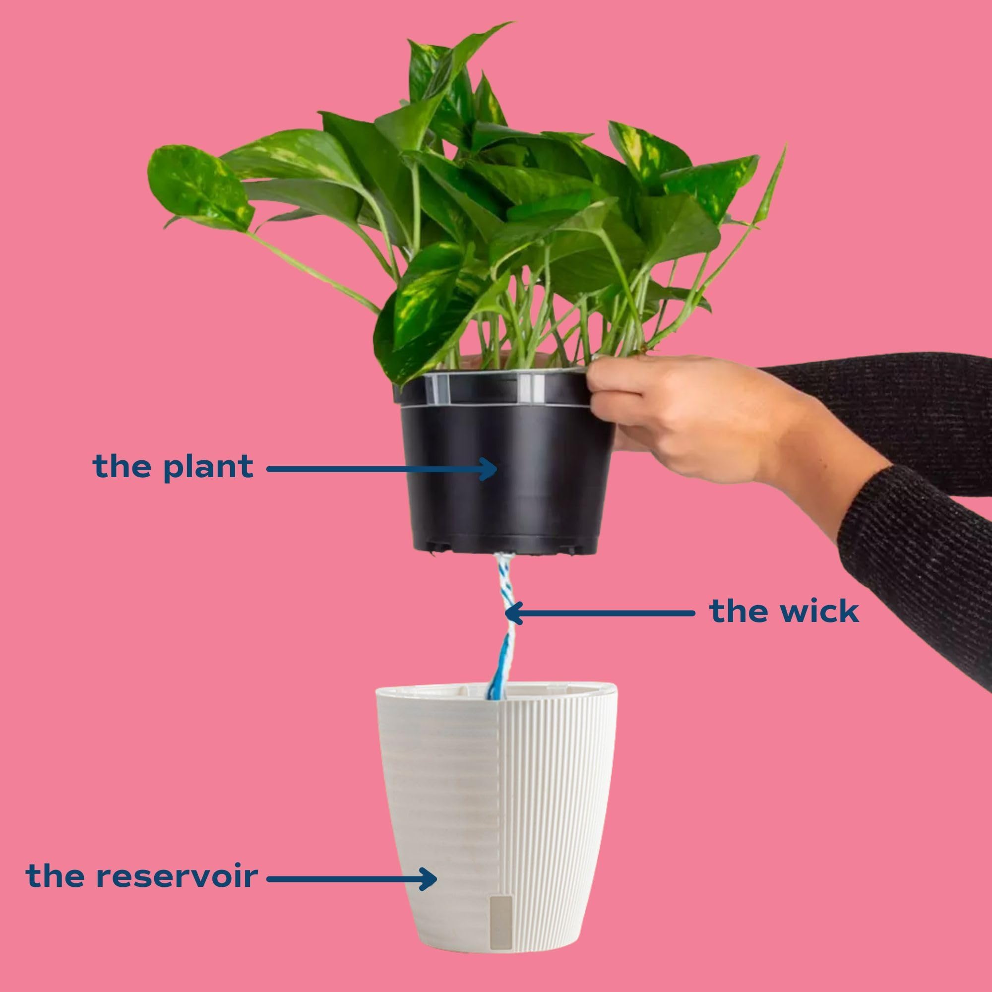 Rare Alocasia Jacklyn Live Indoor Plant - 6-Inch Self-Watering Pot with Soil | Costa Farms Tropical Houseplant for Home & Office Decor | Perfect for Living Rooms, Bedrooms & Workspaces