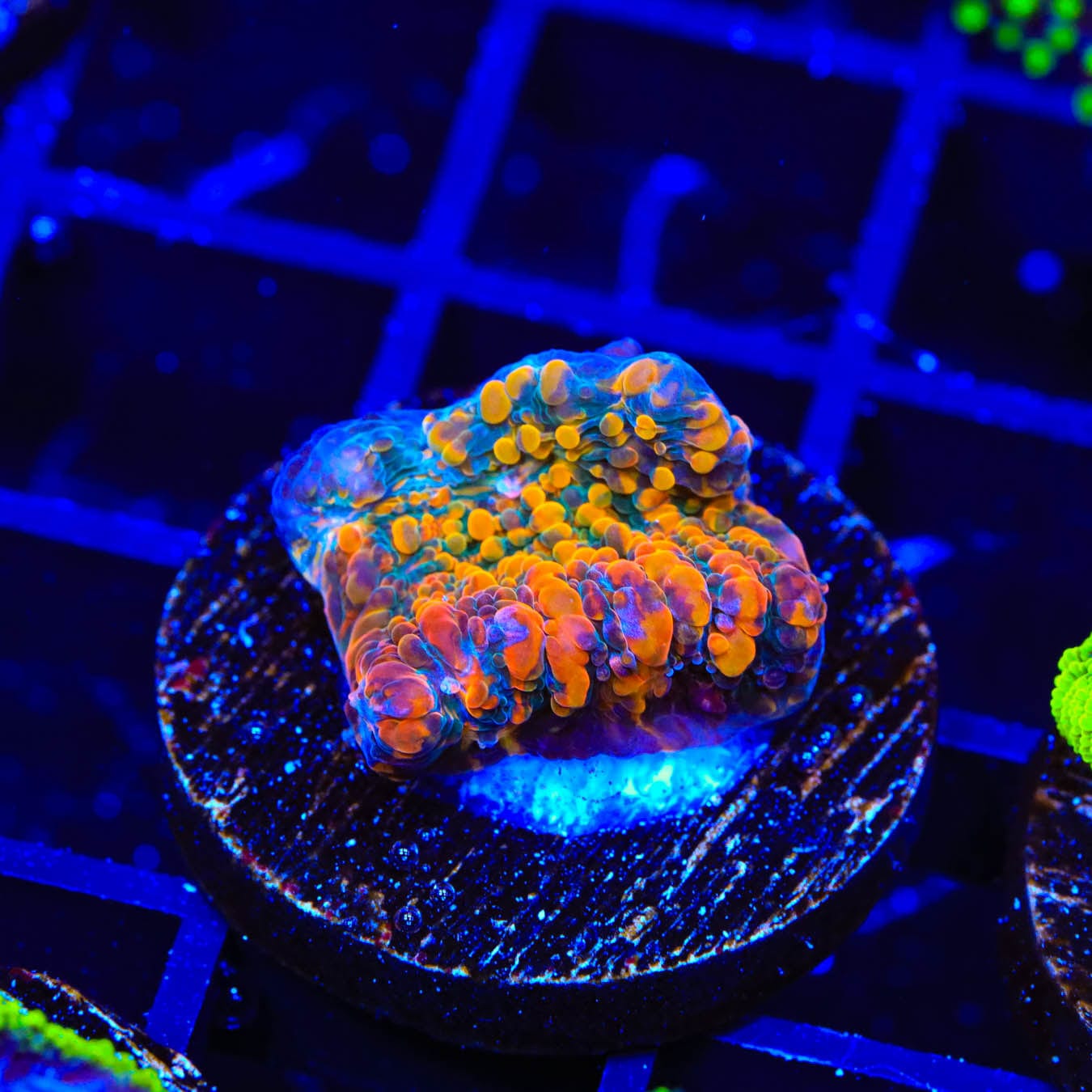 Premium CC Cloudberry Chalice Coral for Saltwater Aquariums - Vibrant Coral for Reef Tanks & Marine Displays | Perfect for Home Aquascaping and Aquatic Decor