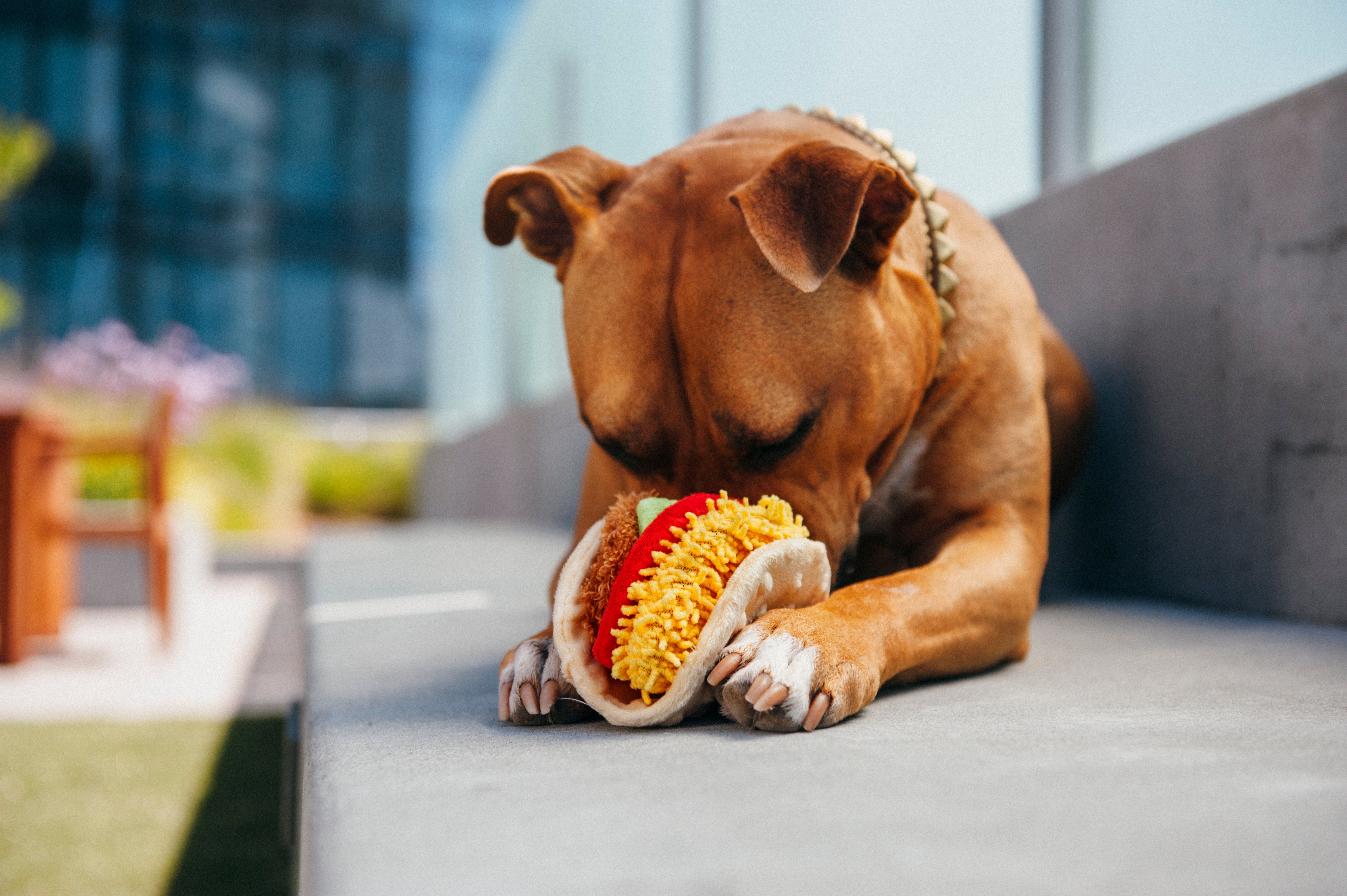 El Taco Dog Plush Toy - International Classic™ Chew-Resistant Squeaky Stuffed Animal for Pets | Perfect for Playtime, Training & Cuddling | Pet P.L.A.Y.