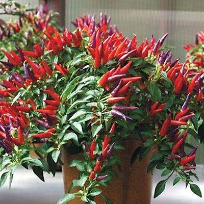 Sangria Ornamental Pepper Seeds - Non-Heat Variety, High Yield (25 Seeds) for Home Gardening, Container Planting & Decorative Landscaping