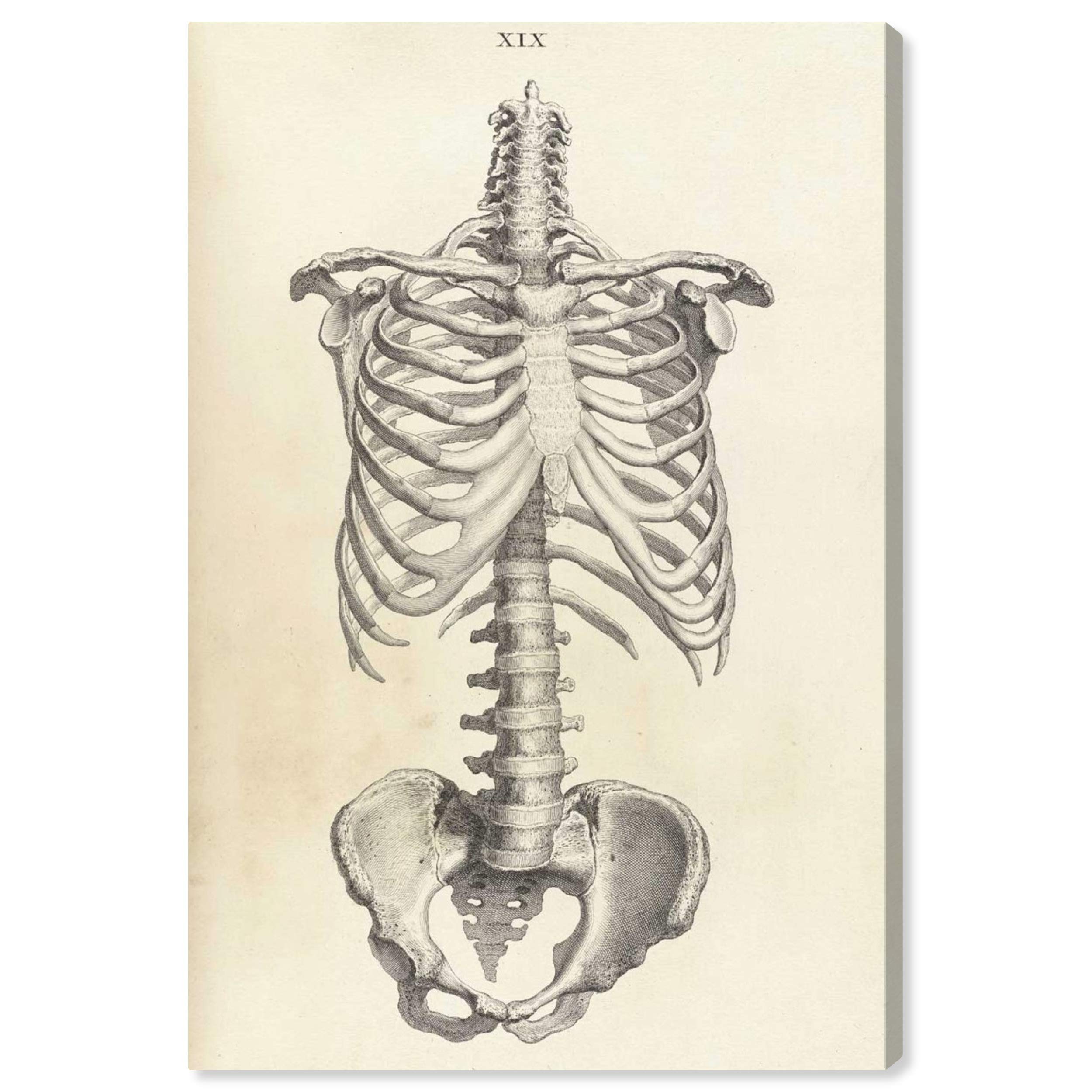 Oliver Gal Artist Co. 'Cheselden IV' Classic Wall Art Canvas Print - 30