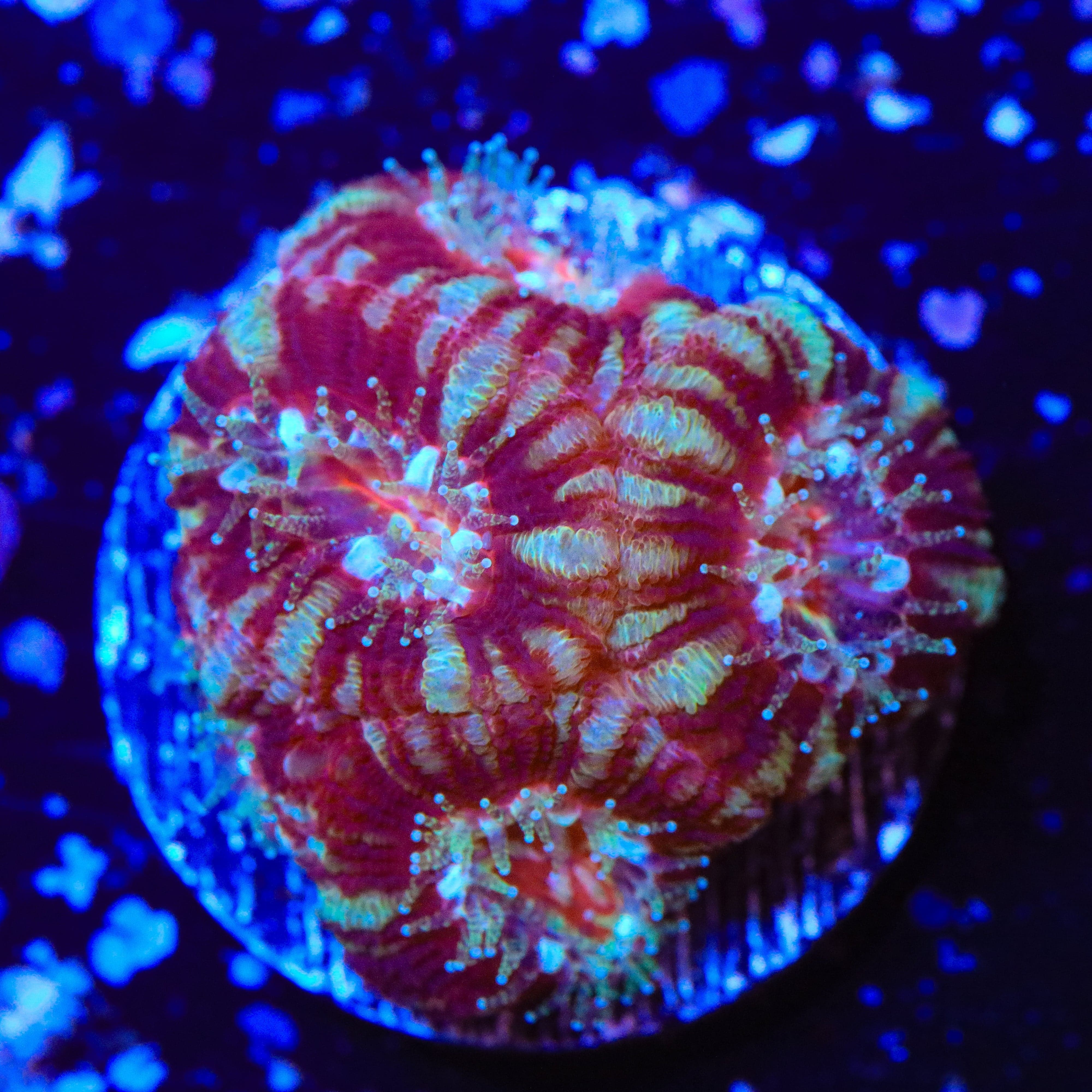 Deep Water Acan Coral for Saltwater Aquariums – Vibrant Coral for Reef Tanks & Marine Displays