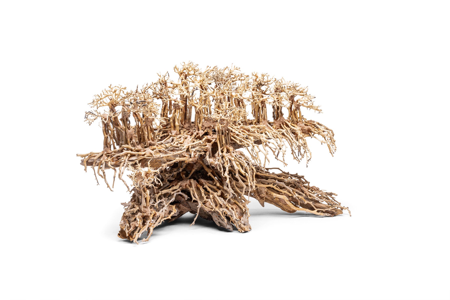UNS Bonsai 017 - Premium Miniature Bonsai Tree for Home & Office Decor | Perfect Gift for Plant Lovers & Zen Garden Enthusiasts