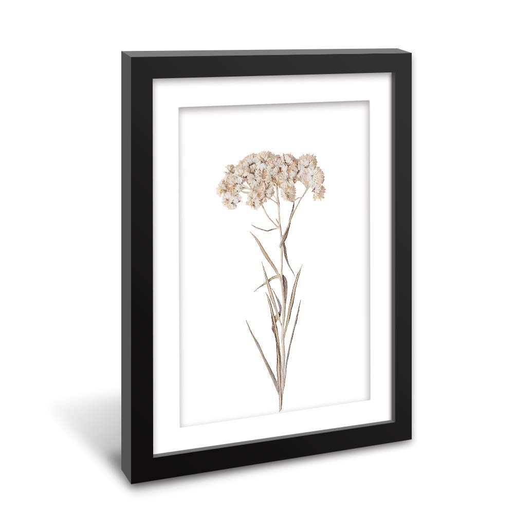 Wall26 - Framed Botanical Wall Art - White Dried Flower Specimen Giclee Print in Black Picture Frame with White Mat - 23x31 Inches - Perfect for Living Room, Bedroom & Office Decor