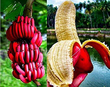 Elwyn 20 Red Banana Fruit Seeds - Non-GMO Tropical Fruit Seeds for Home Garden Planting - Perfect for Indoor/Outdoor Gardening, Landscaping, and DIY Projects