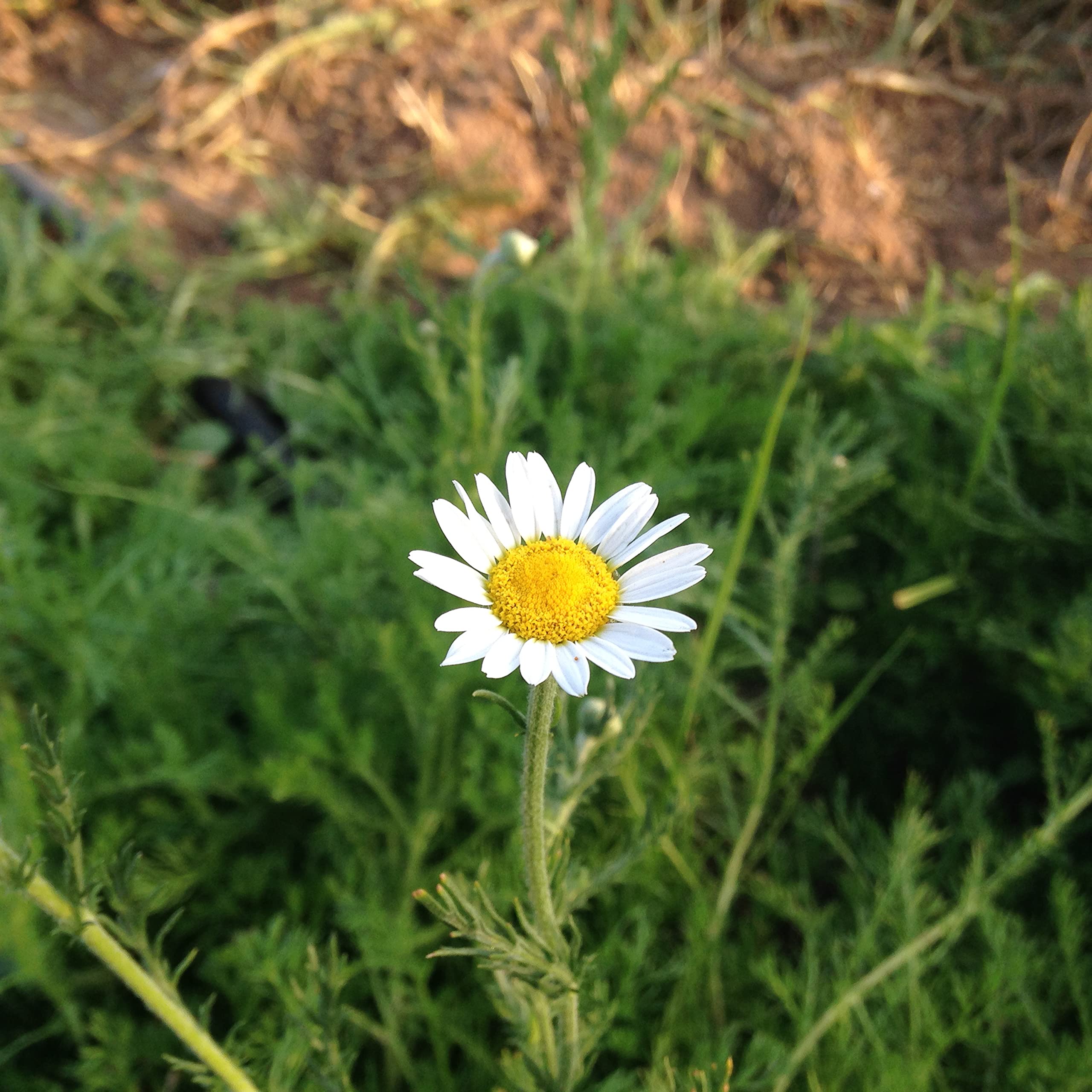 Organic Roman Chamomile Seeds - 1000 Heirloom Non-GMO Flower Seeds for Planting | Gardening Supplies for Herb Garden, Wildflower Meadow & Outdoor Planting | Perfect for Tea Making, Aromatherapy & Natural Remedies - Grown in USA