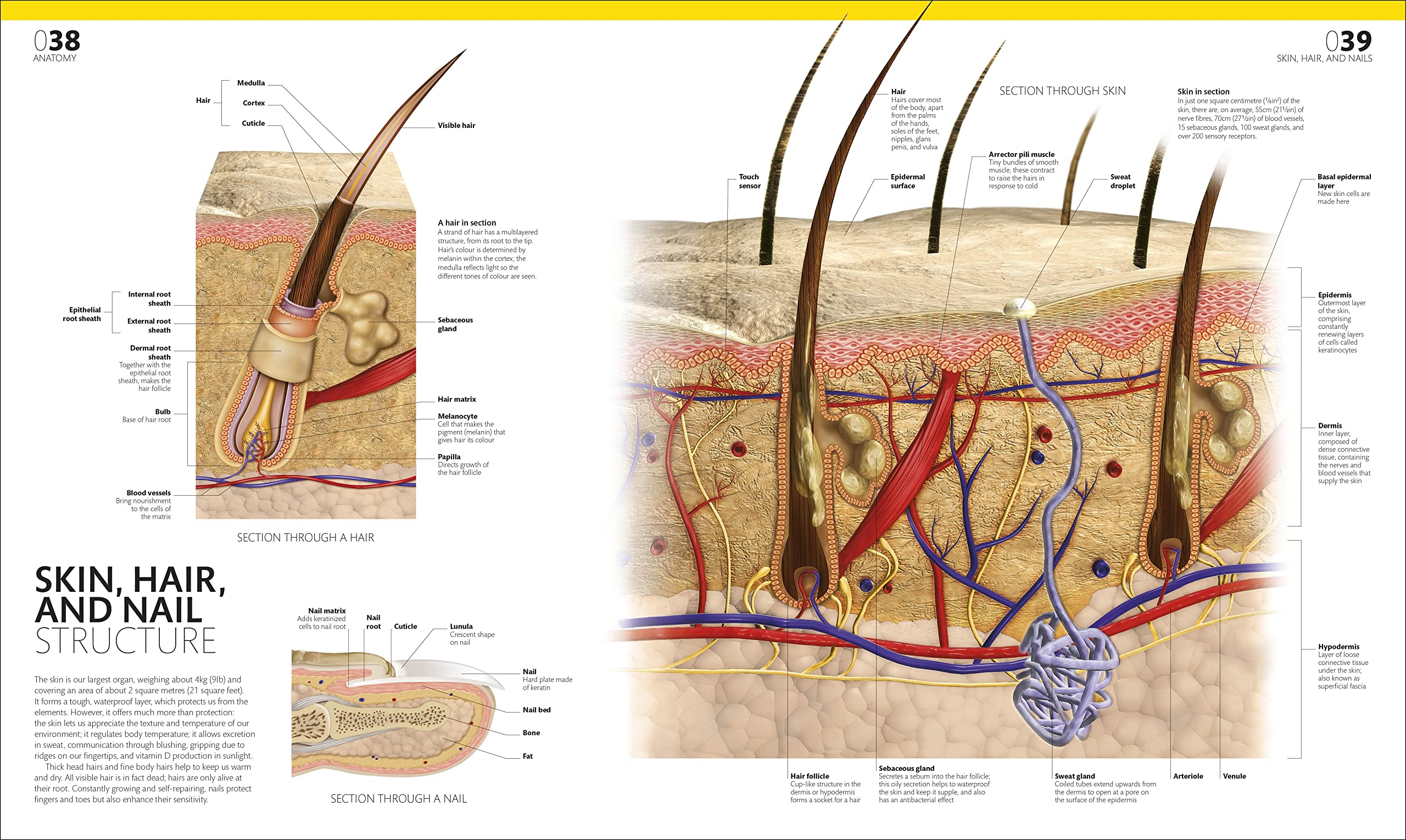 The Complete Human Body: The Definitive Visual Guide | DK Human Body Guides | Anatomy Reference for Students & Medical Professionals | Perfect for Home Study & Classroom Learning
