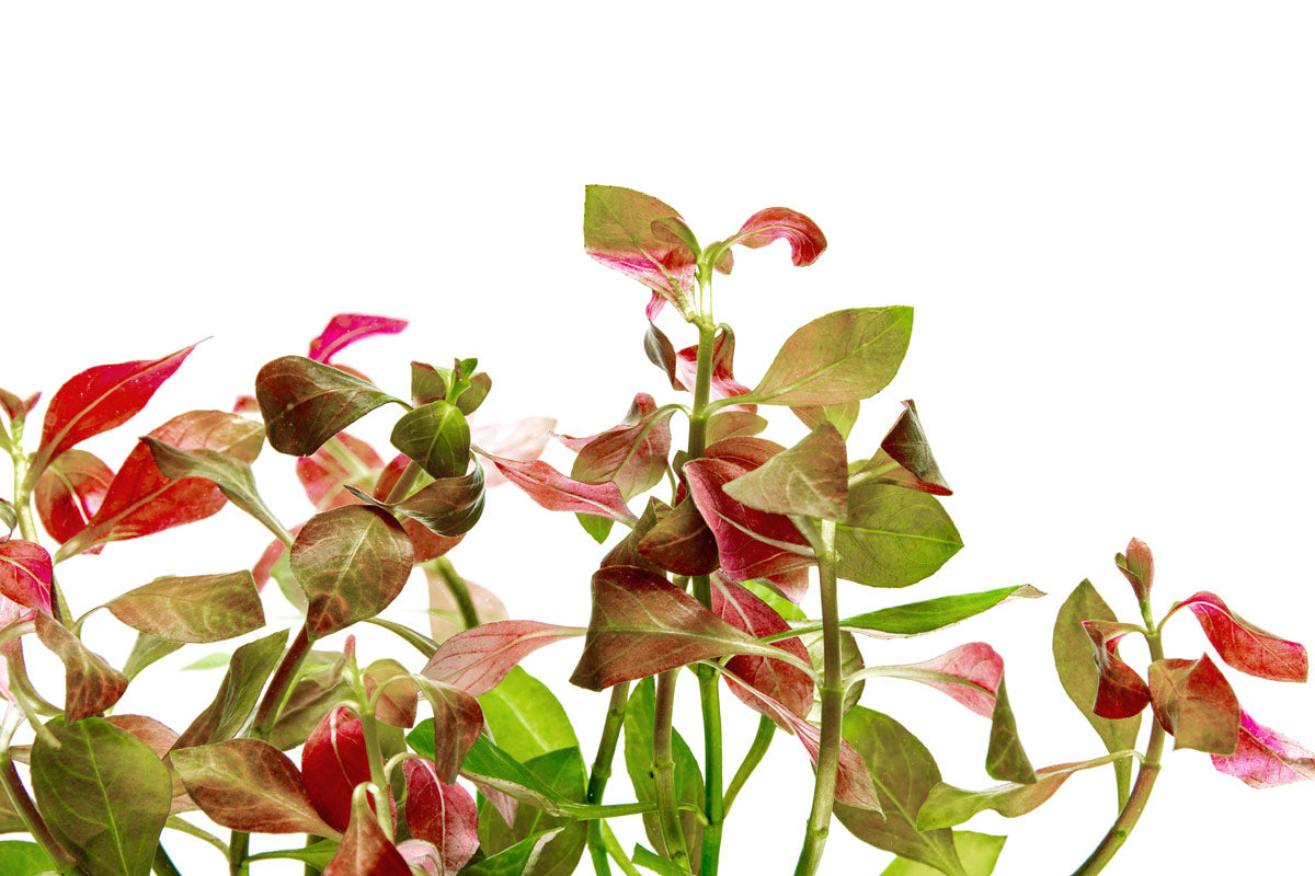 Ludwigia Ovalis Aquatic Plant for Aquariums - Live Freshwater Plant for Fish Tanks, Aquascaping & Aquatic Gardens