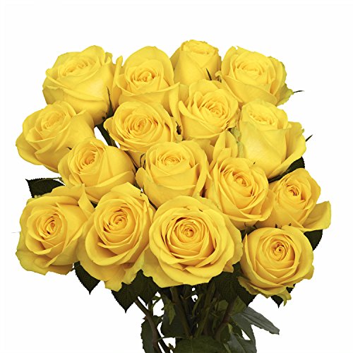 50 Fresh Yellow Roses by GlobalRose - Long-Lasting Cut Flowers for Weddings, Anniversaries & Home Decor