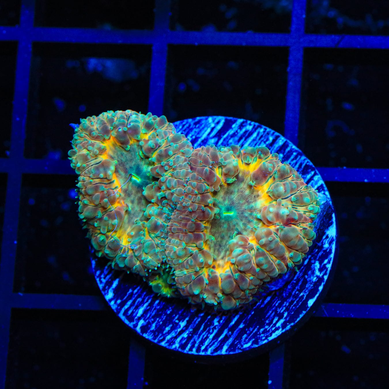 Premium Blastomussa Coral for Saltwater Aquariums - Vibrant Cracker Jack Color - Perfect for Reef Tanks & Marine Displays