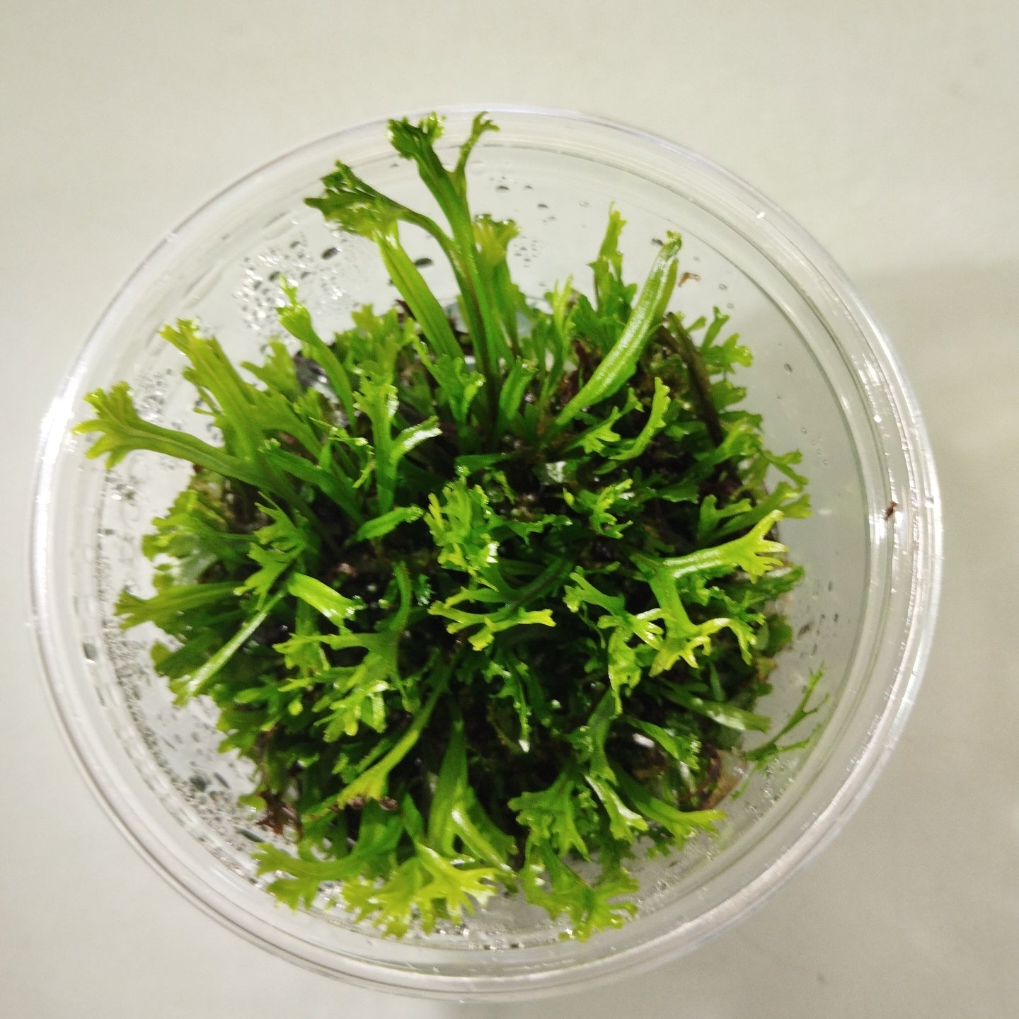TCulture Microsorium Windelov (TC Cup) - Java Fern Aquatic Plant for Freshwater Aquariums | Perfect for Fish Tanks, Aquascaping & Low-Light Aquarium Decor