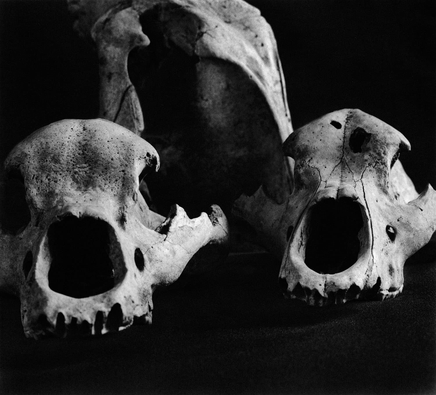 Diana Michener: Bones - Fine Art Photography Book for Collectors | Black & White Portraiture | Perfect for Art Lovers, Photography Enthusiasts & Home Decor