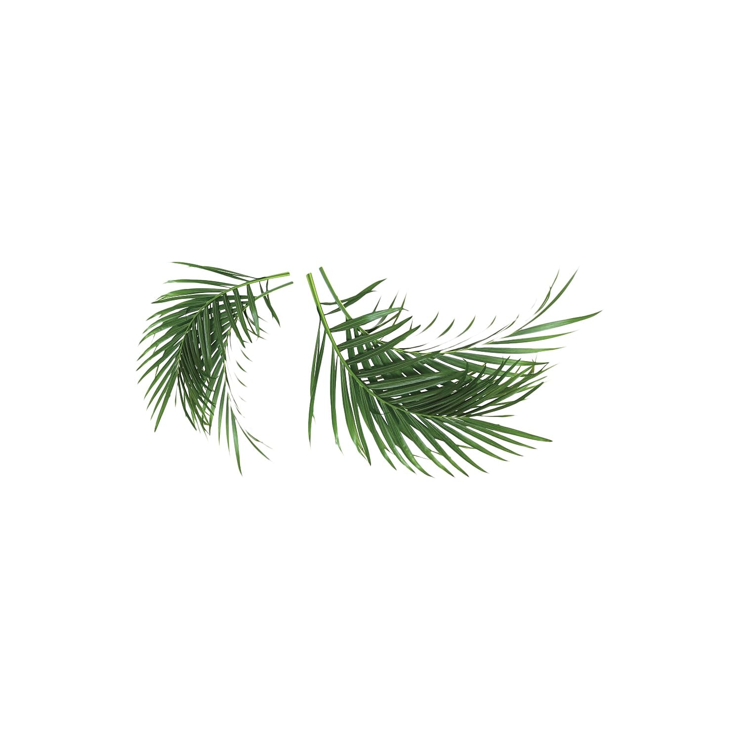 RoomMates RMK3861GM Peel and Stick Palm Leaf Wall Decals - Large Tropical Botanical Wall Stickers for Bedroom, Living Room, Nursery & Office Decor
