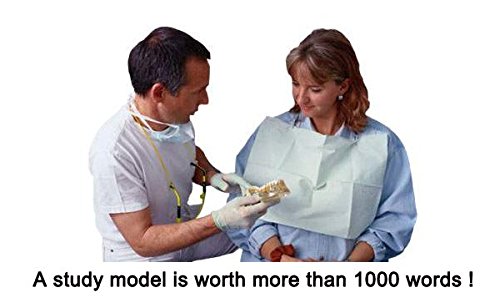 Dental Study Model - Transparent Adult Teeth Pathological Model for Dentists & Students | Perfect for Dental Education, Training & Practice