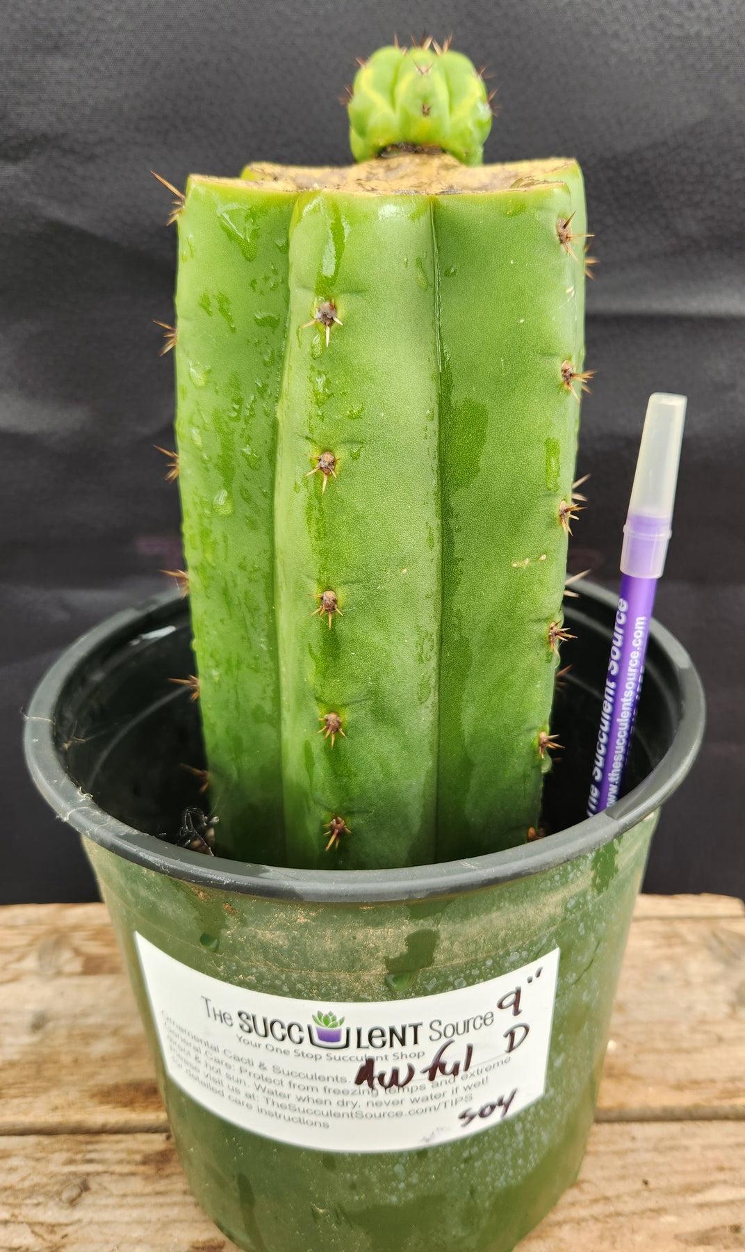 EC157 EXACT Trichocereus Pachanoi San Pedro Cactus - Live Plant Various Sizes for Home Garden, Landscaping & Spiritual Ceremonies