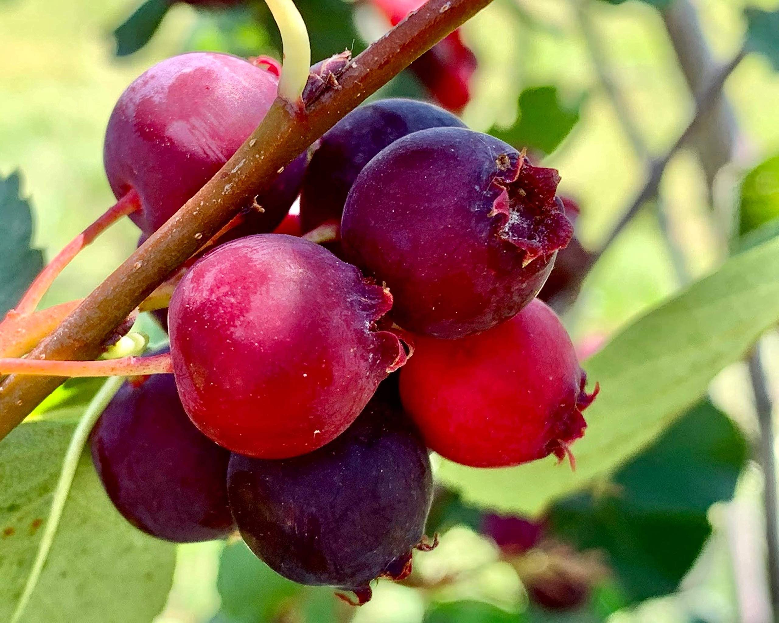 1-2 Year Old Saskatoon Serviceberry (Amelanchier) Bare Root Dormant Plant - Juneberry Shrub for Landscaping, Edible Berries & Wildlife Gardens