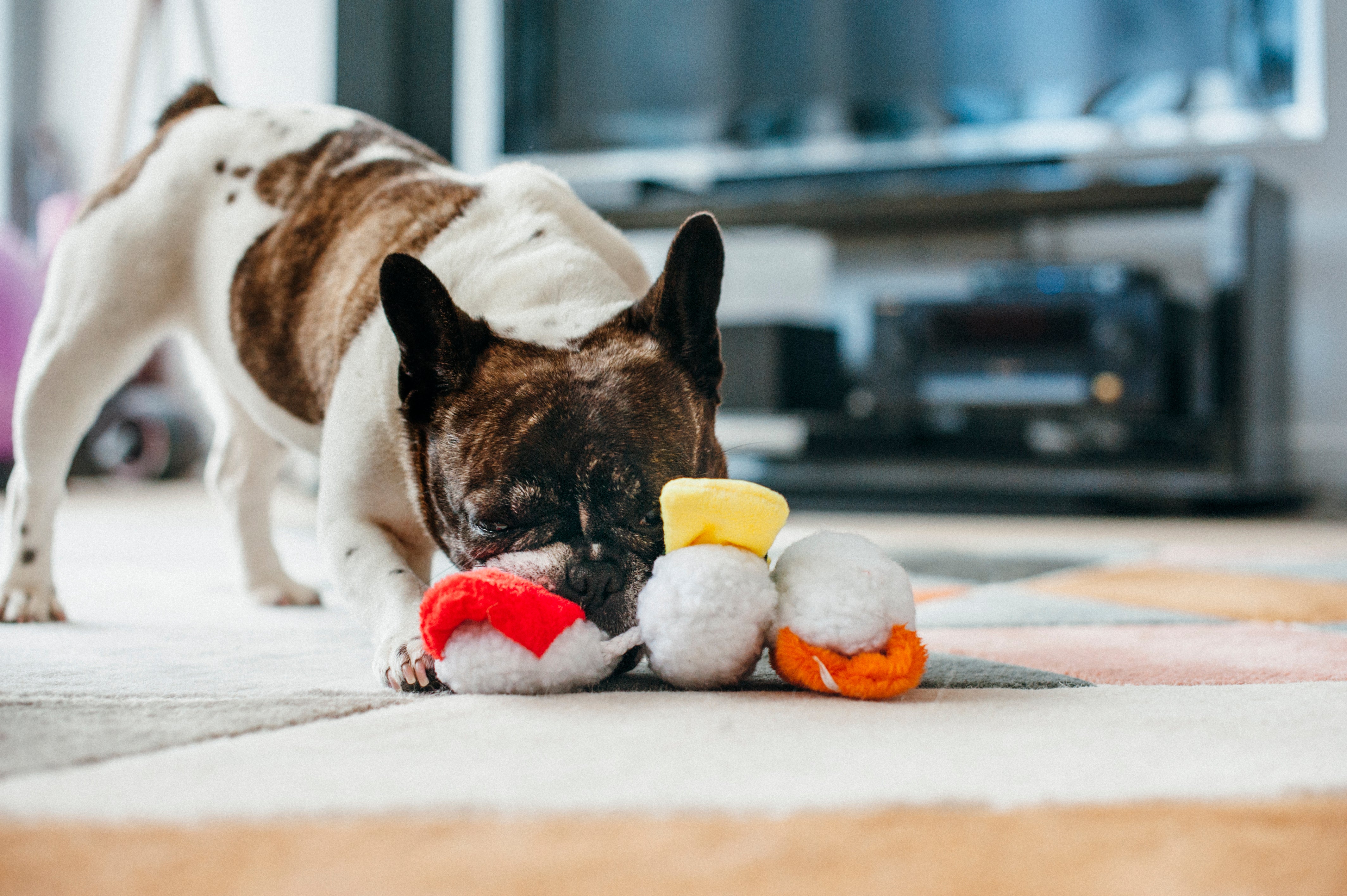 El Sushi Dog Plush Toy - International Classic™ Chew-Resistant Stuffed Animal for Dogs | Pet P.L.A.Y. | Perfect for Playtime, Cuddling & Training