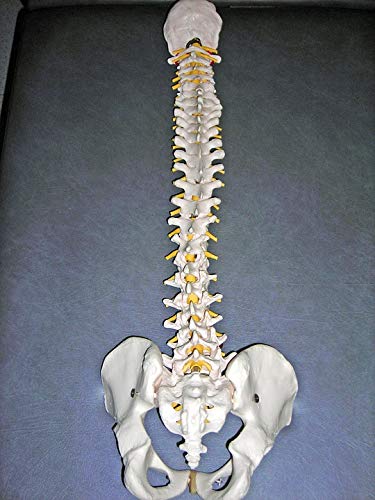 20x30 Inch Laminated Vertebral Column Skeleton Poster - Bright Colors & Vivid Anatomy Illustration - Perfect for Medical Classrooms, Doctor Offices & Science Decor