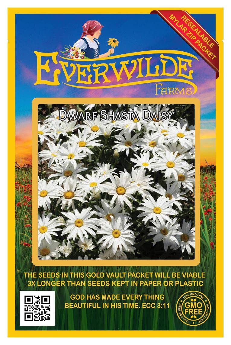 2000 Dwarf Shasta Daisy Wildflower Seeds - Everwilde Farms Gold Vault Jumbo Seed Packet for Home Garden, Landscaping & Pollinator-Friendly Planting