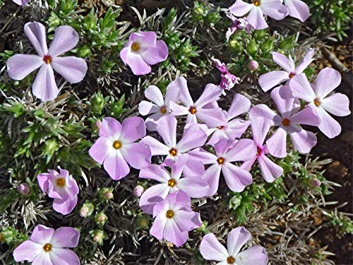 Mountain Phlox Flower Seeds - 1000+ Non-GMO Heirloom Seeds (Phlox austromontana) by Isla's Garden Seeds for Rock Gardens, Borders & Wildflower Landscapes