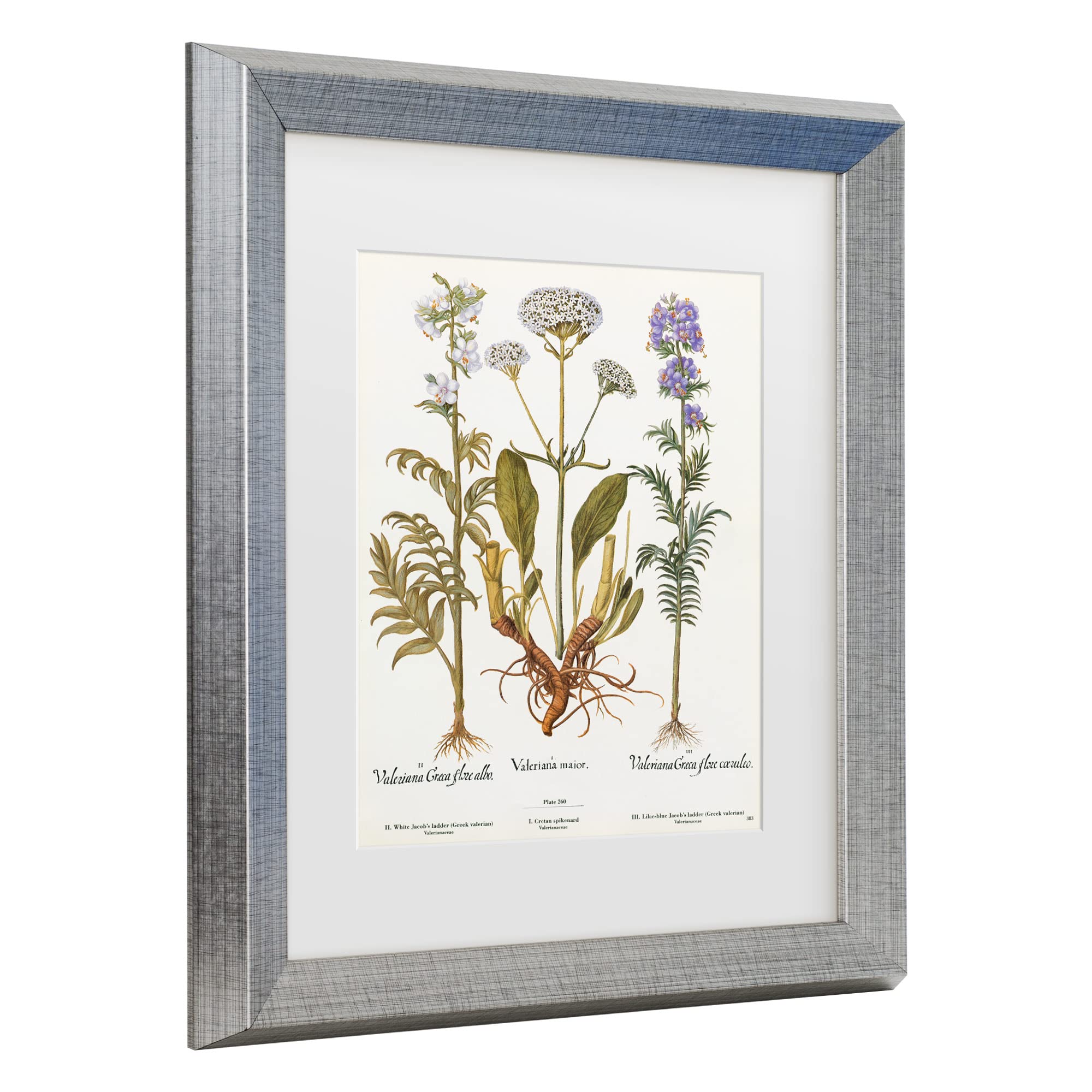 Trademark Fine Art 'Valeriana' Canvas Wall Art Print - Elegant Floral Home Decor for Living Room, Bedroom & Office | Premium Licensed Artwork by Art Licensing Studio