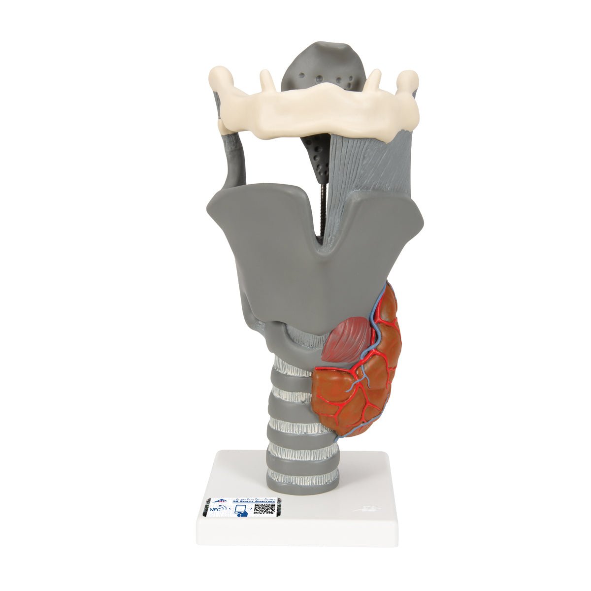 Premium 2.5X Enlarged Larynx Anatomy Model - Detailed Functional Human Throat Structure for Medical Students, Doctors & Speech Therapists - Perfect for Classroom Demonstrations & Clinical Training