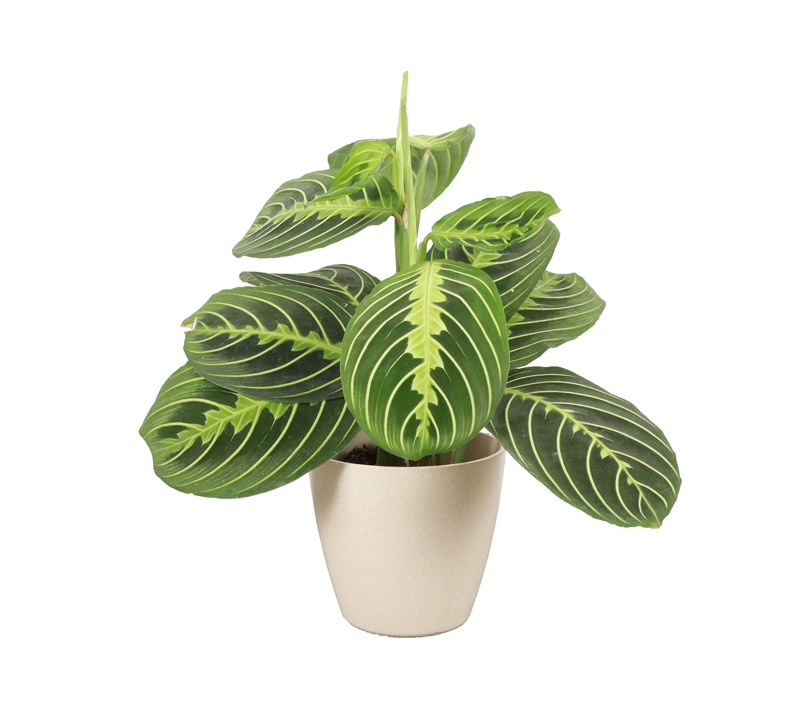 Thorsen's Lemon Lime Prayer Plant - Live Indoor Houseplant | Pet Friendly, Easy to Grow, Natural Air Purifier | 4