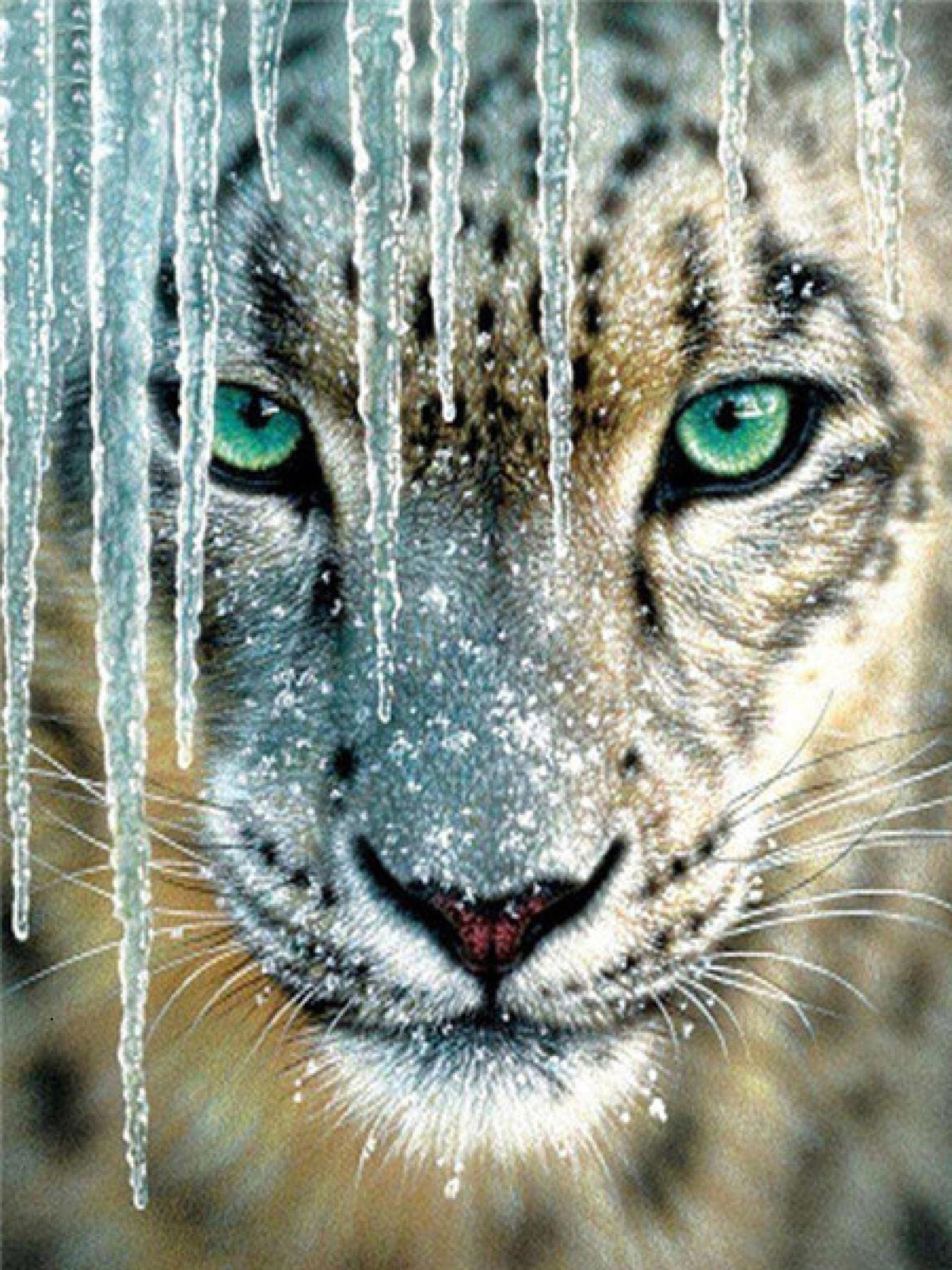 5D DIY Diamond Painting Kit for Adults - Ice Leopard Full Drill Canvas Art (80x100cm) | Round Drill Cross Stitch Embroidery Craft | Home Wall Decor, Stress Relief Activity, Perfect Gift for Women & Kids