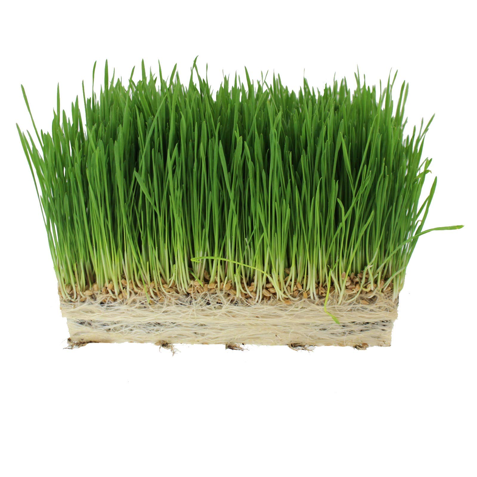 Organic Cat Grass Seed Blend for Planting - 12 oz. Handy Pantry Brand - Healthy Mix of Wheatgrass, Barley, Oats & Rye Seeds - Non-GMO Pet Grass Kit for Indoor Cats - Perfect for Cat Litter Boxes & Window Sill Gardens