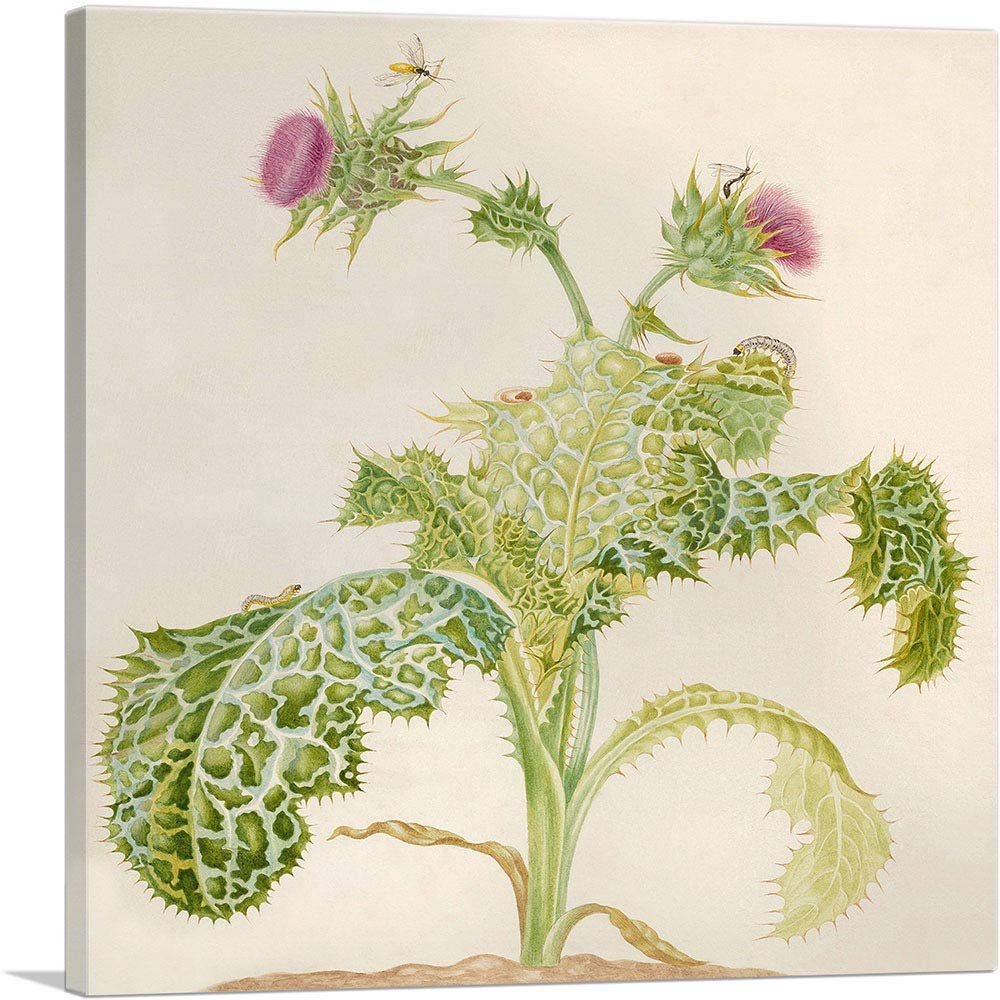 Maria Sibylla Merian Milk Thistle Botanical Art Print - 26x26 Inch Framed Canvas Wall Decor, Giclee Painting for Living Room, Bedroom & Office