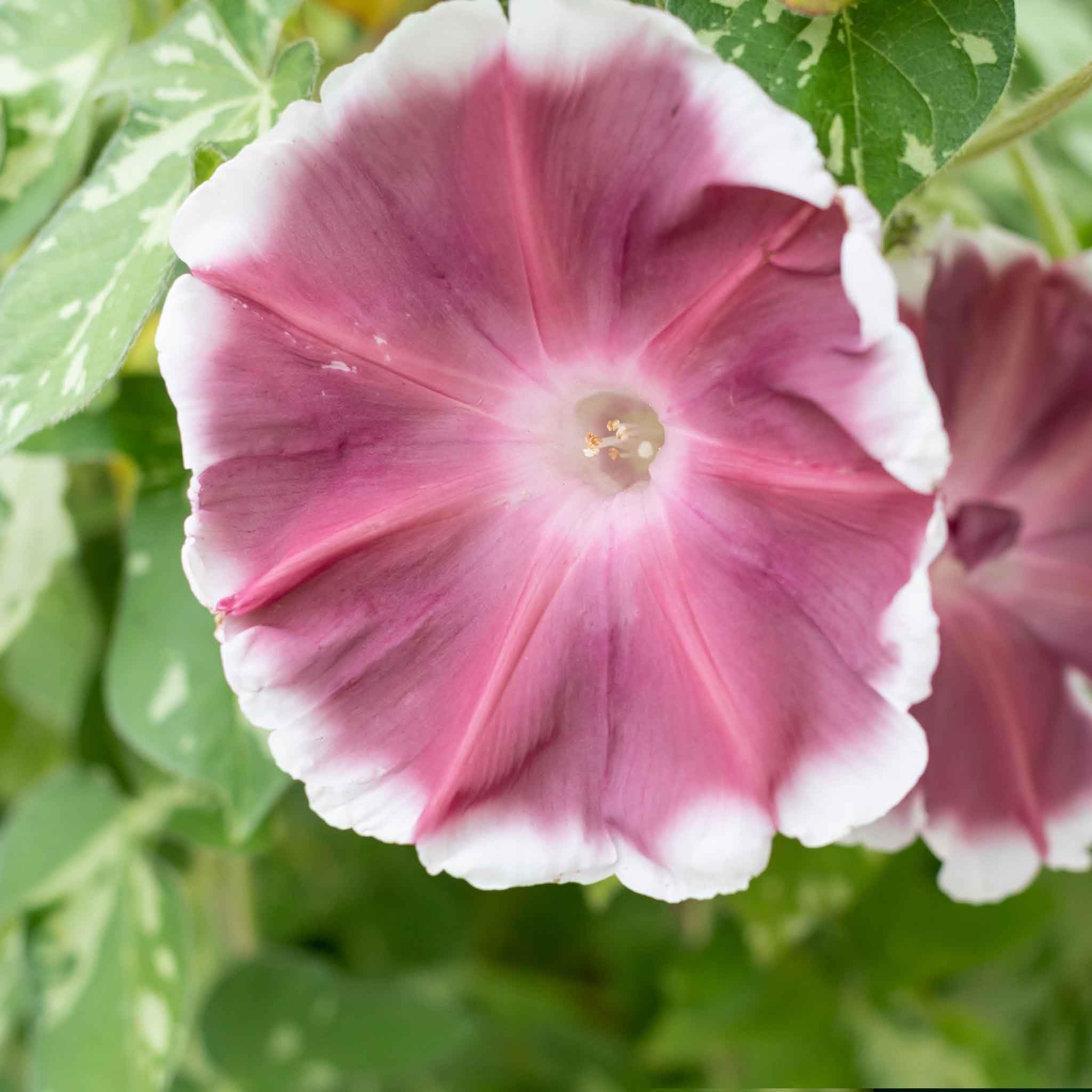 Eden Brothers Morning Glory Seeds - Chocolate, Non-GMO Flower Seeds for Planting, 1 oz | Low-Maintenance, Fast-Growing, Perfect for Spring Planting in USDA Zones 1-10 | Ideal for Garden Borders, Trellises, and Container Gardening