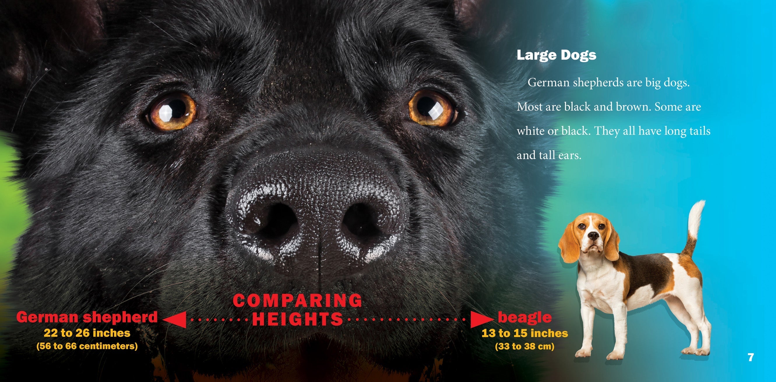 German Shepherd Dog Breed - Loyal & Intelligent Family Pet for Home Protection & Outdoor Adventures