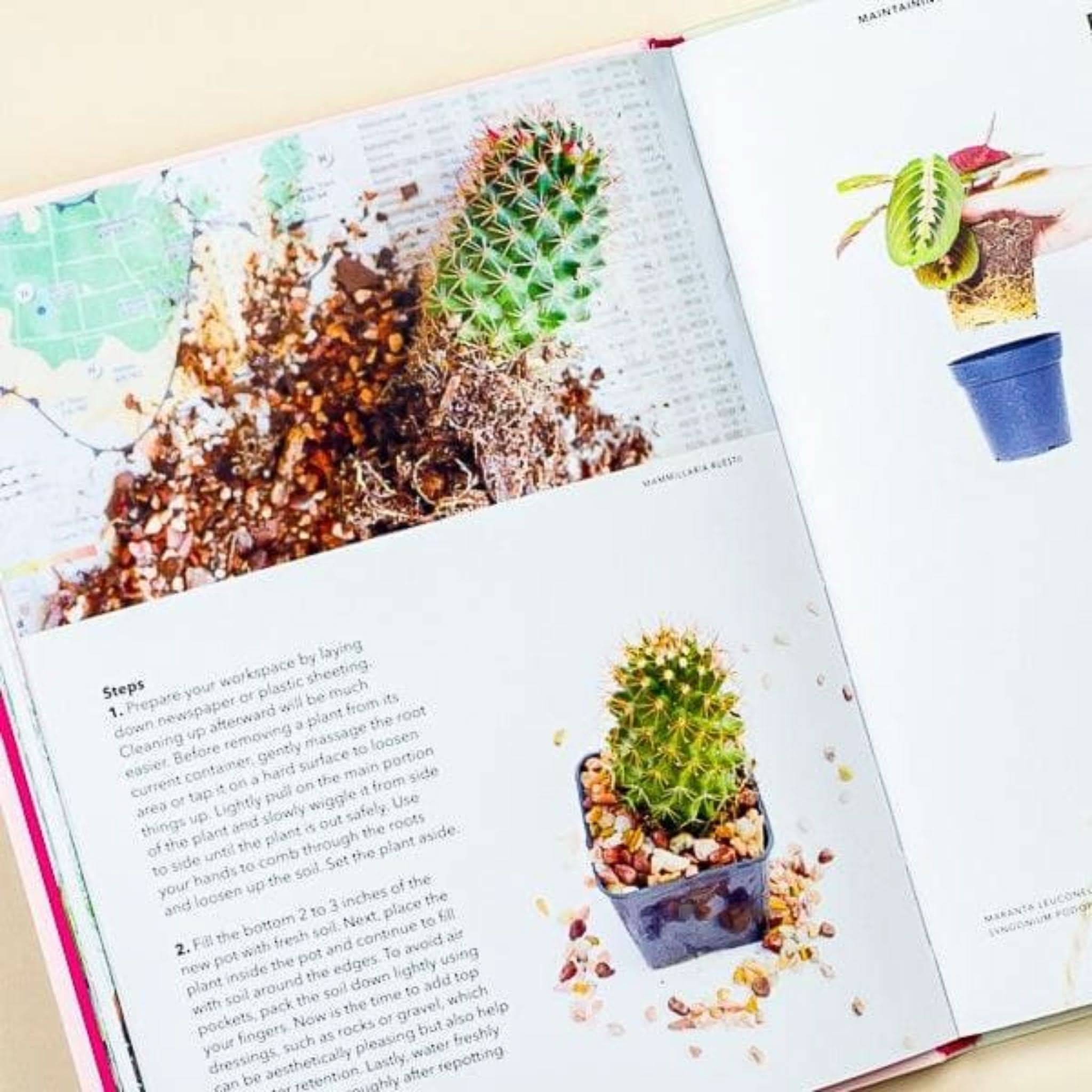 How to Grow and Care for Plants - Indoor Gardening Tips for Beginners | Perfect for Home, Office, and Gift Giving