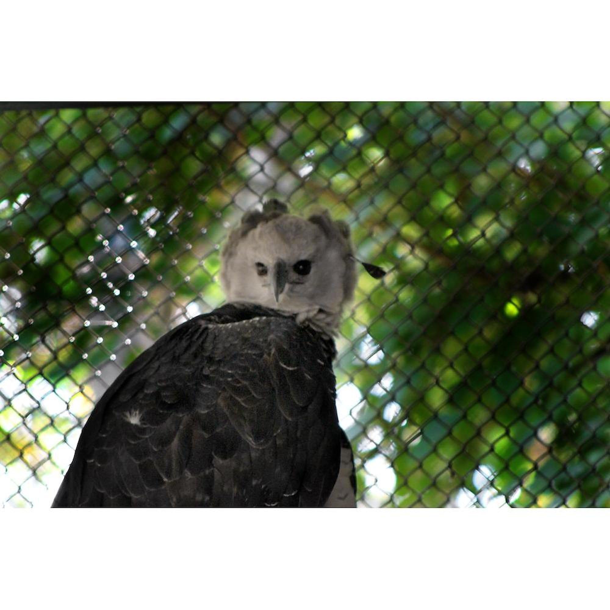 Harpy Eagle Ceramic Coffee Mug 11 oz (325 ml) - Unique Wildlife Design for Coffee, Tea & Hot Drinks - Perfect Gift for Bird Lovers & Nature Enthusiasts