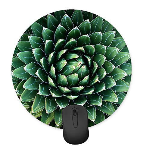 Round Cactus