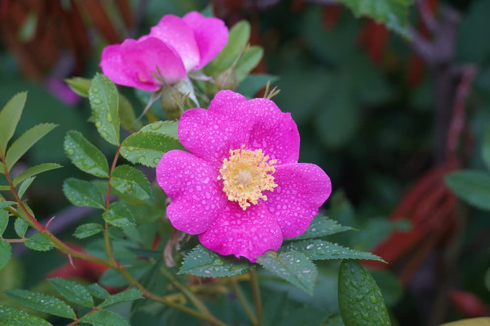 Woods' Rose Seeds for Planting (50 Seeds) - Rosa woodsii - Perennial Flower Seeds for Garden, Landscaping, and DIY Home Decor