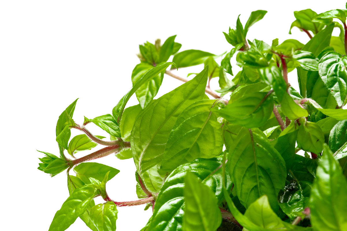 Staurogyne Porto Velho Aquatic Plant for Freshwater Aquariums - Perfect for Aquascaping, Fish Tanks & Planted Aquariums