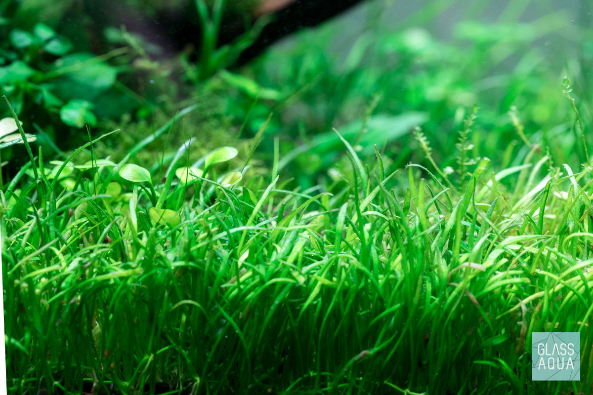 Lilaeopsis Novaezelandiae Aquatic Plant for Freshwater Aquariums - Perfect Carpeting Plant for Fish Tanks, Shrimp Tanks & Aquascaping