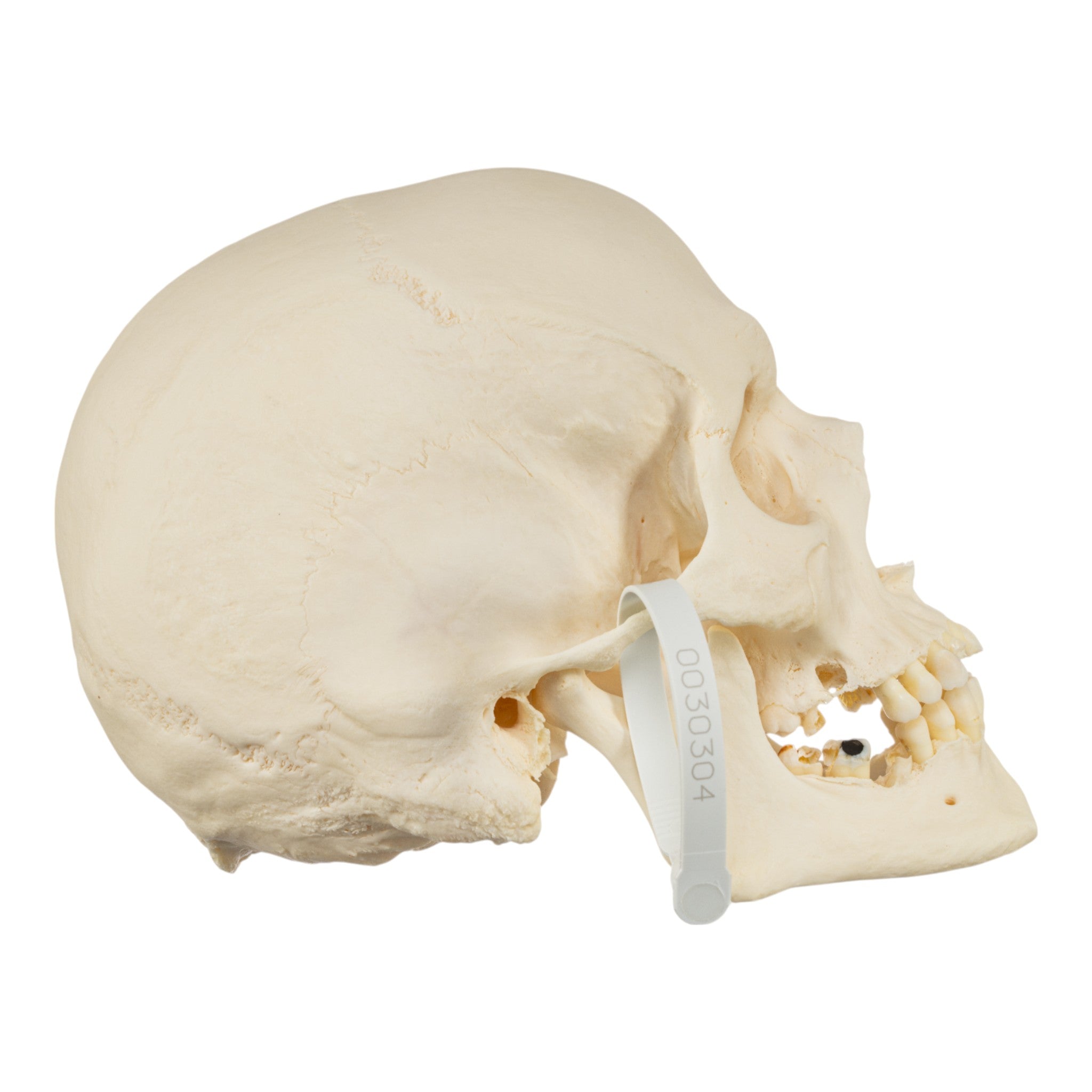 Premium Disarticulated Human Skeleton Model for Medical Education & Research - Ideal for Anatomy Study, Classroom Teaching & Scientific Display